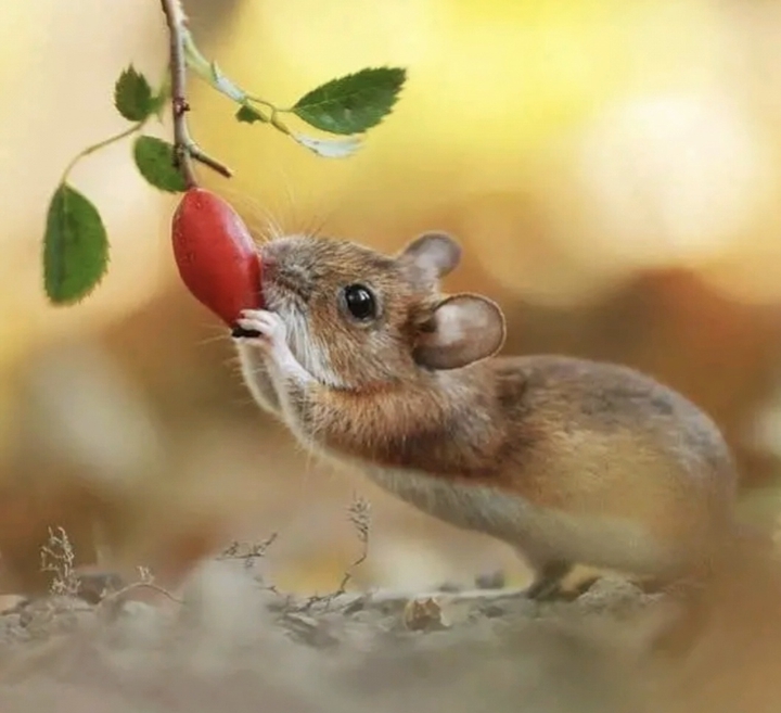 eat