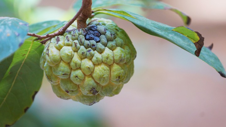 Annona Fruit