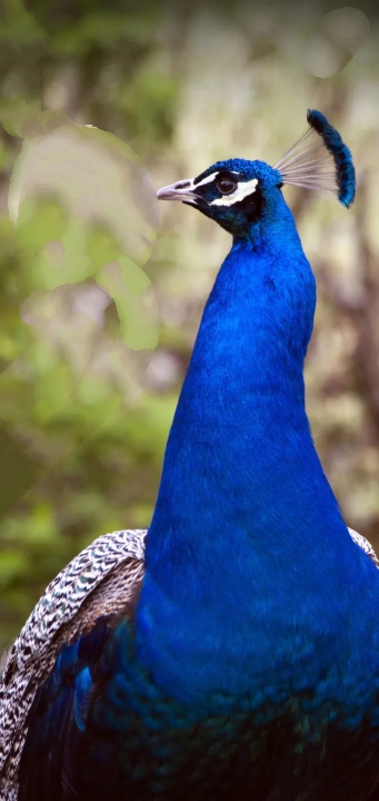 pecock