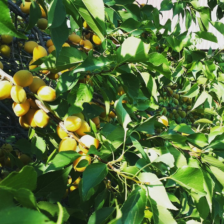 Apricot