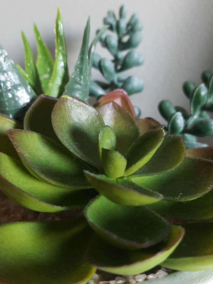 Plants