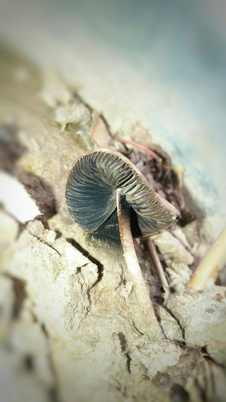 Tilt Mushroom