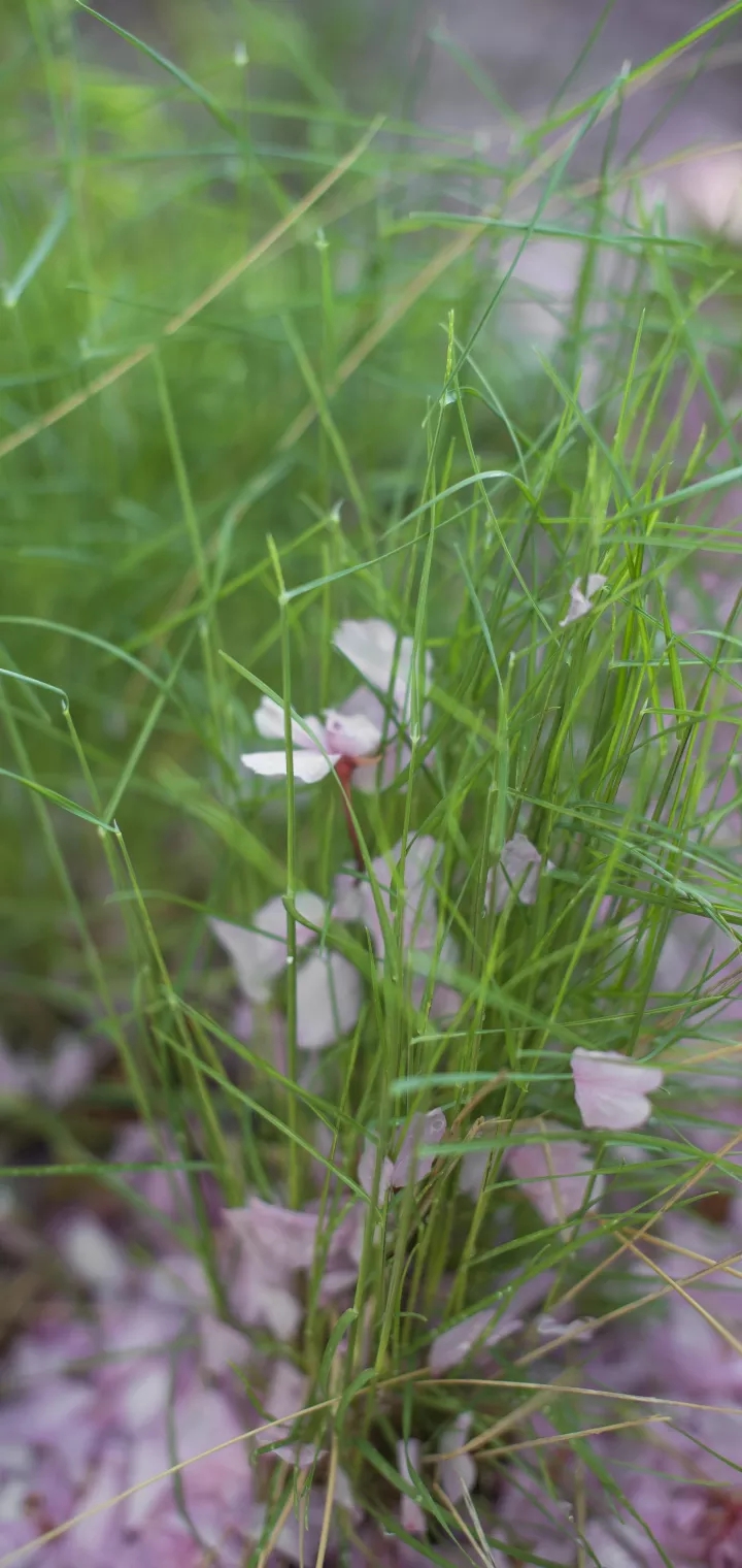 vigorous plant