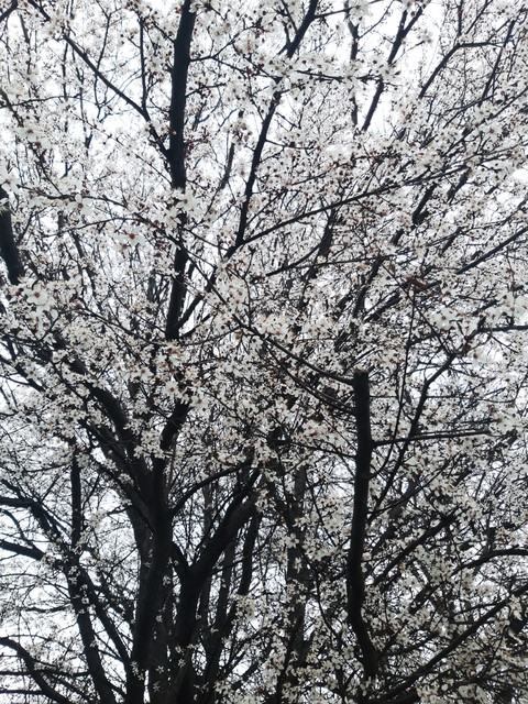 spring