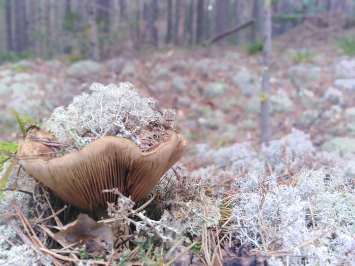 Forest tramp