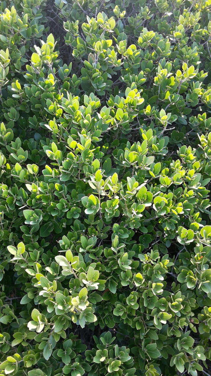 green plants