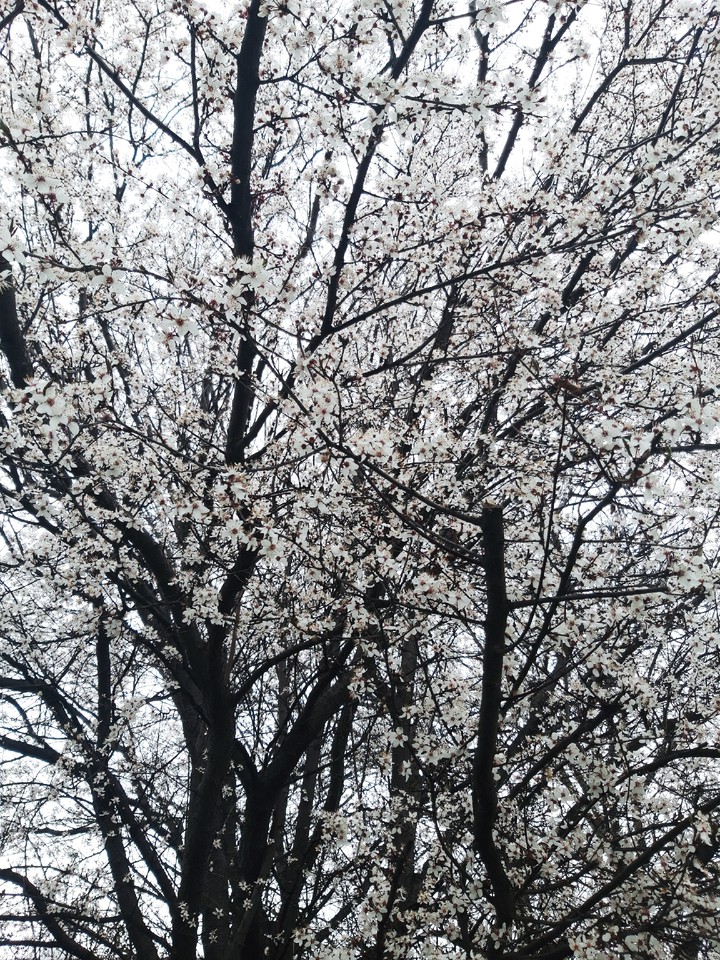 spring
