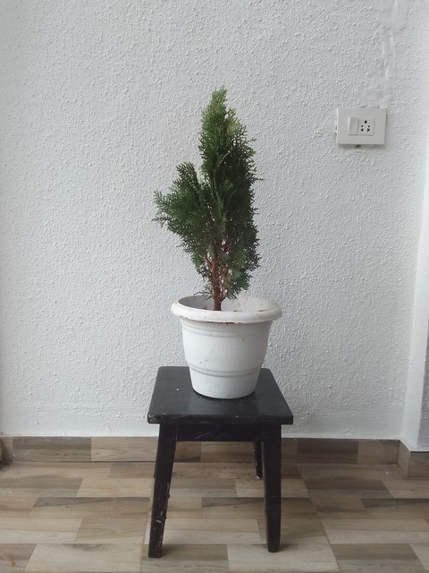 Pine, juniper achtergronden