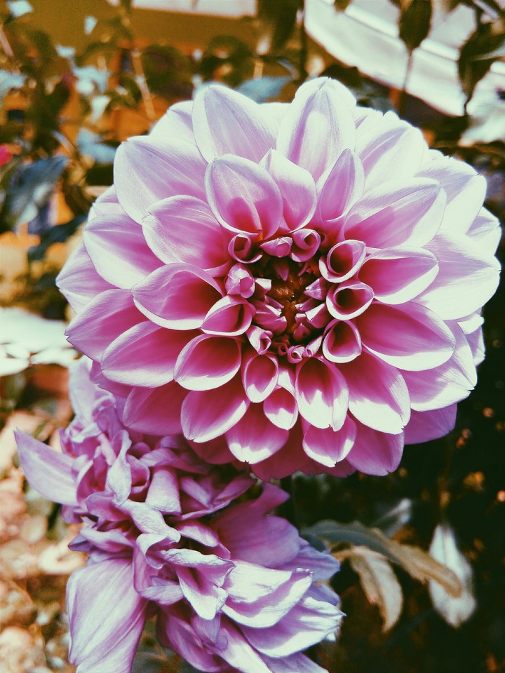 flower