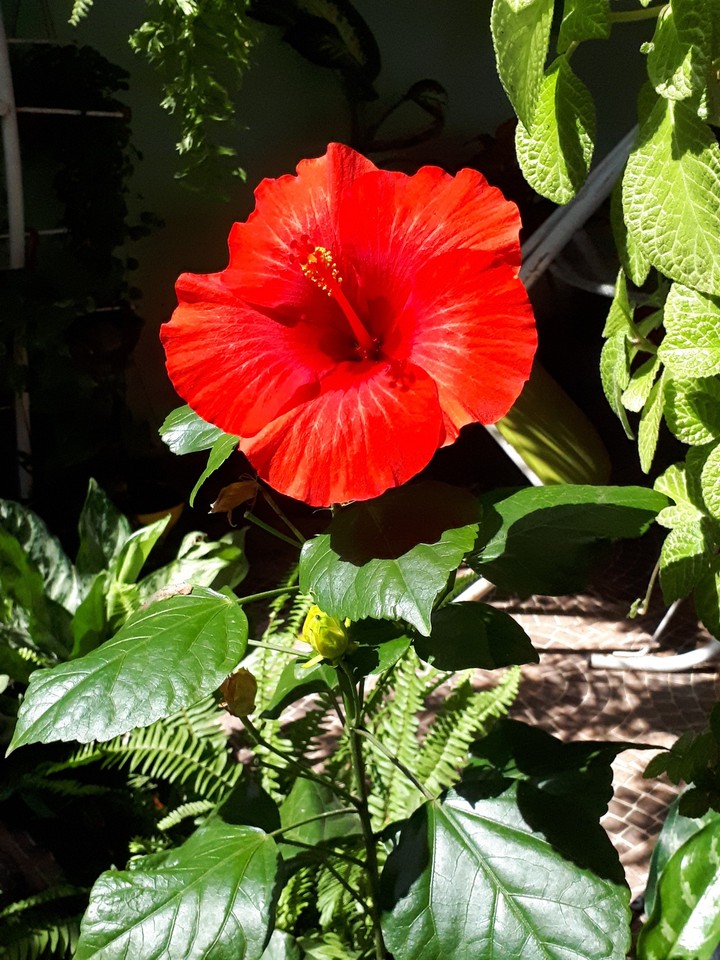 Poppy