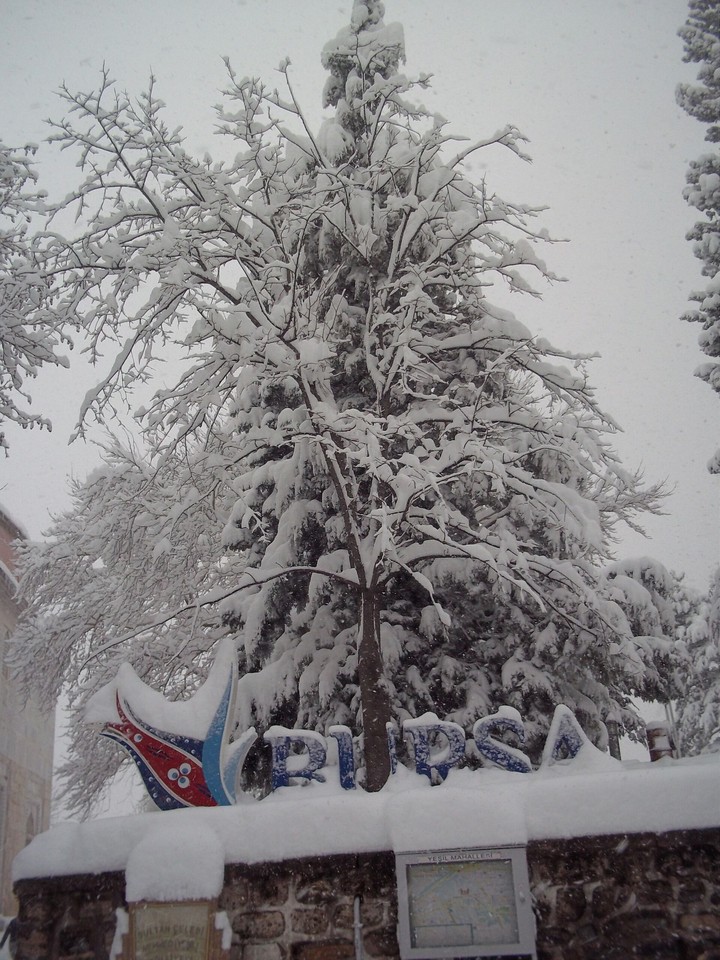Bursa