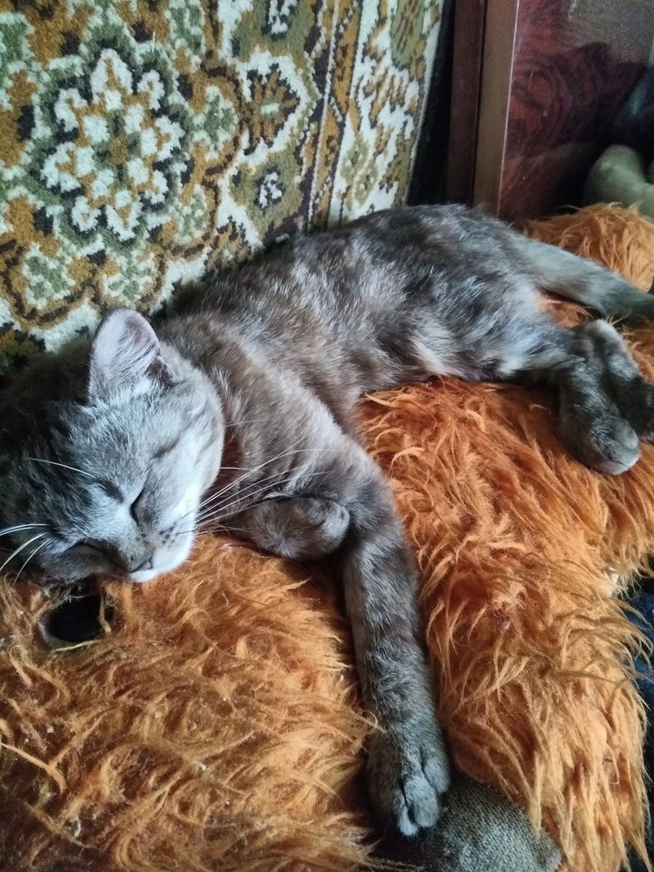 коте
