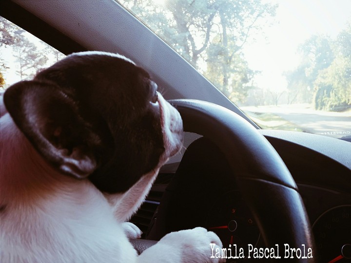 Cocó ....  drive the car  very well !