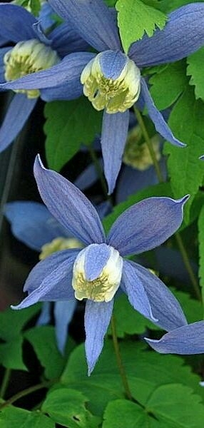 Clematis