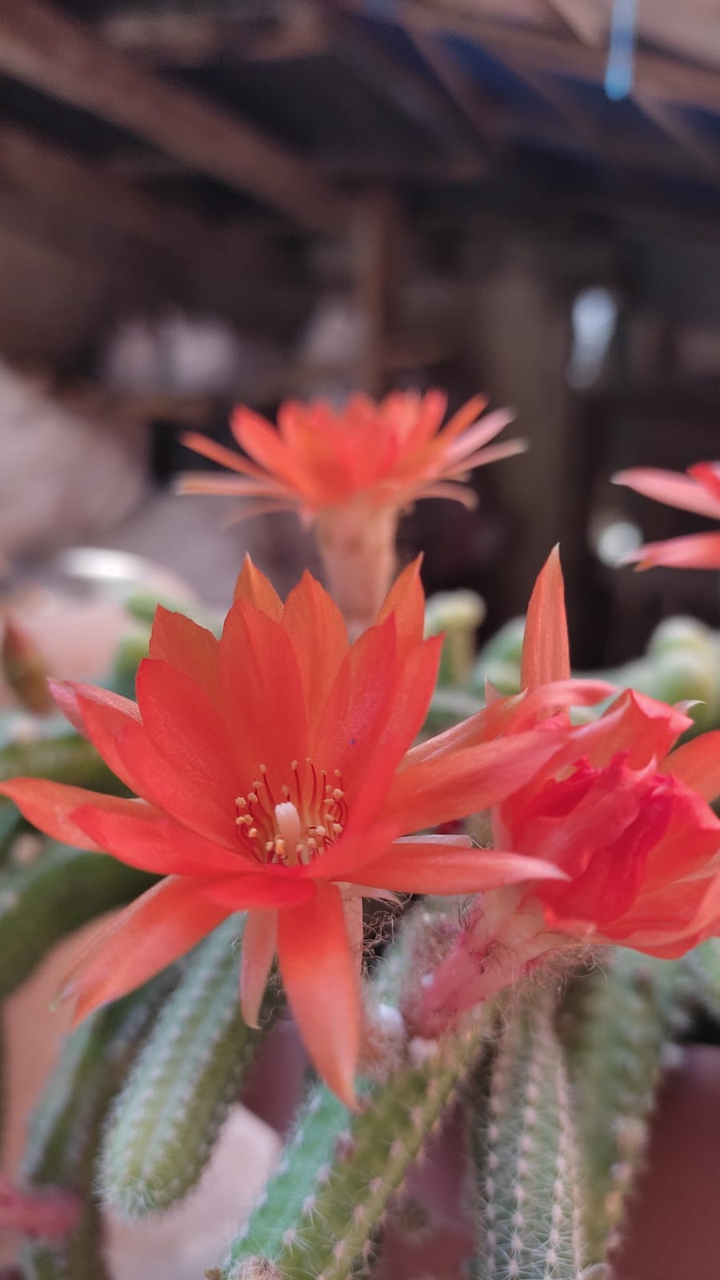 flower cactus adana turkey wow