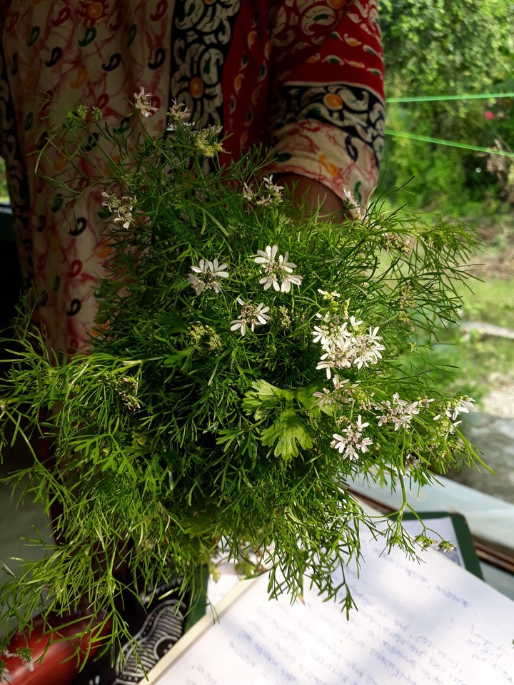 wild flower