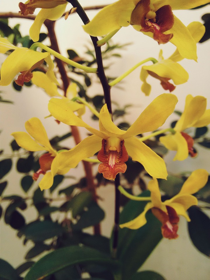 Orchid
