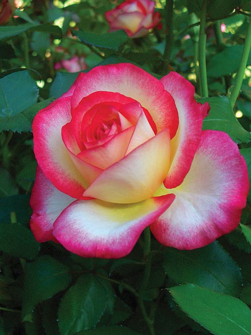 Pink & yellow rose.