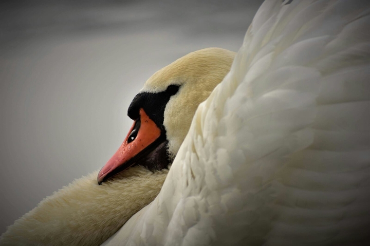 cigno nel laghetto