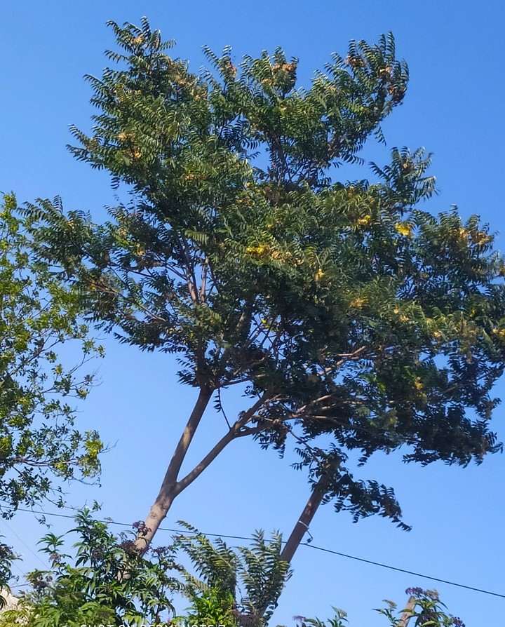 tree