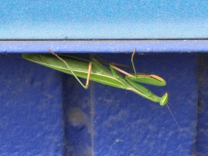 Insecto