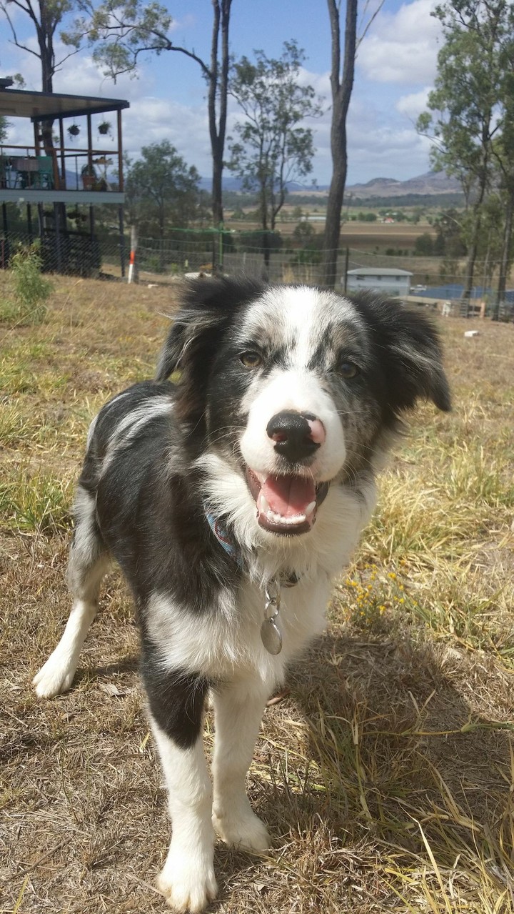 If It's Not A Broder Collie It's Just A Dog