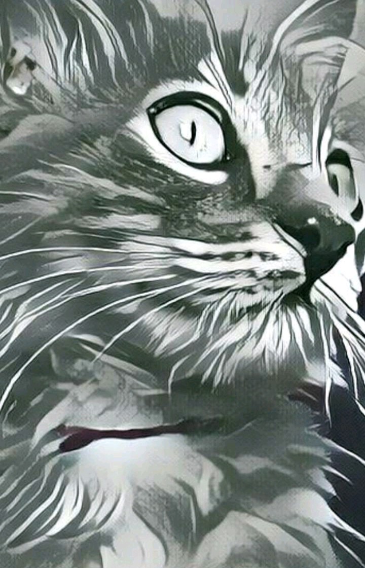 A cat called Saymon