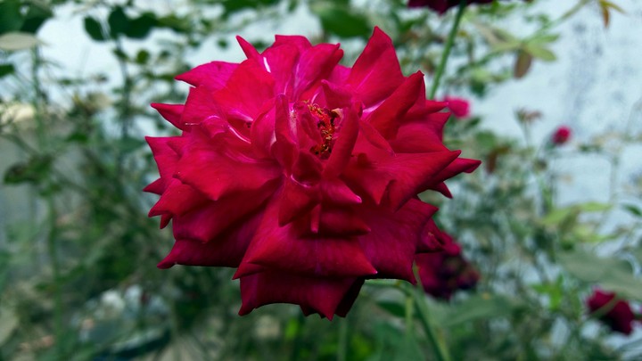 Red Rose