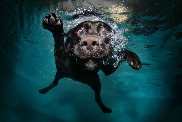the sub dog