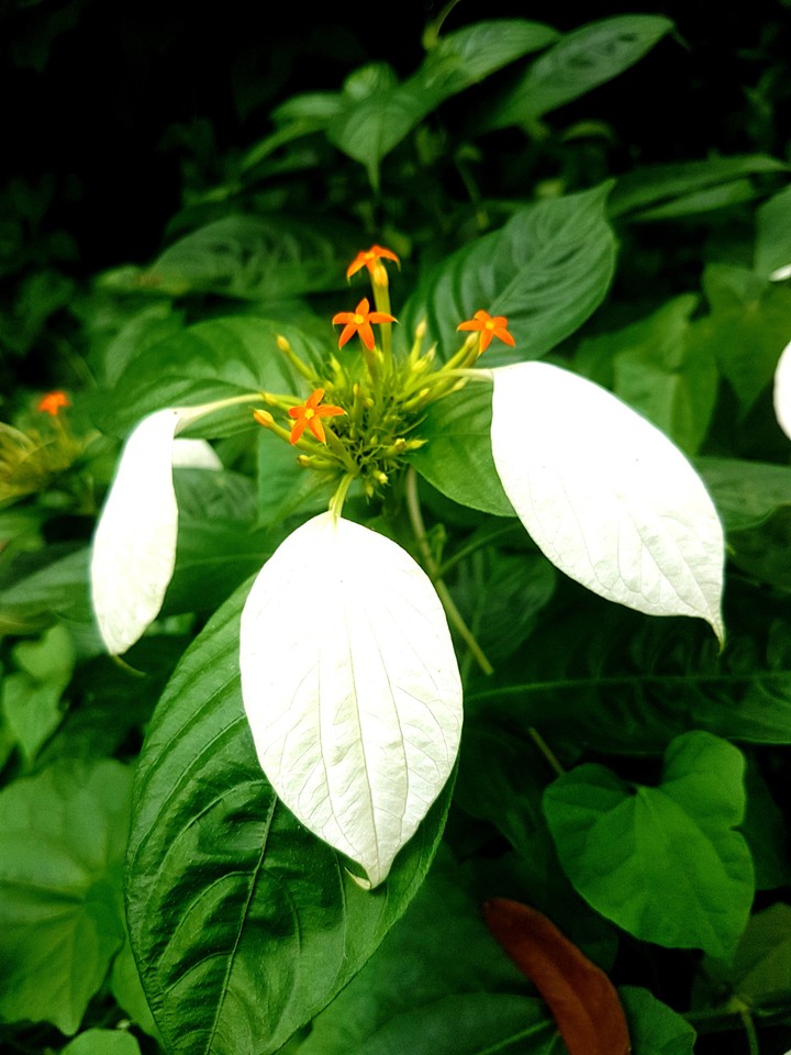 White Leafs
