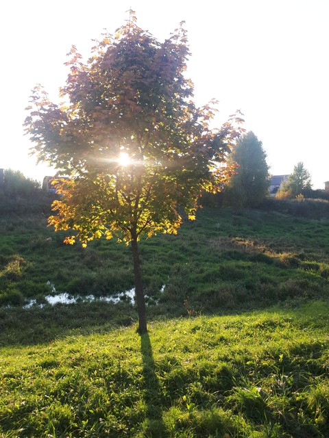 tree