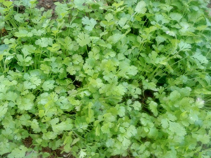 Green Leaves