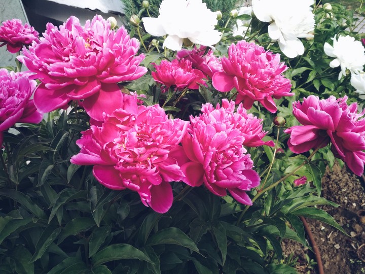 peony