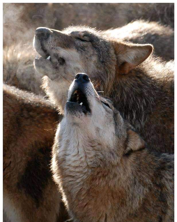 МОТОЦИКЛИСТЫ