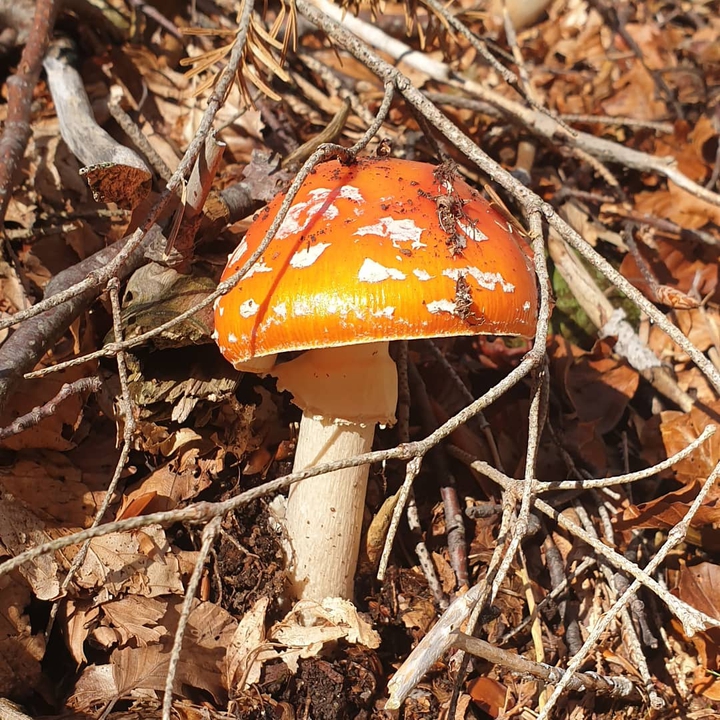 Bosco italiano