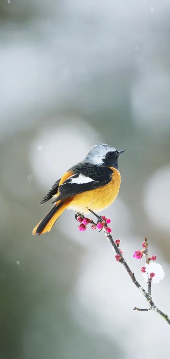 YY