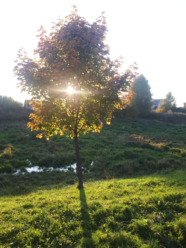 tree