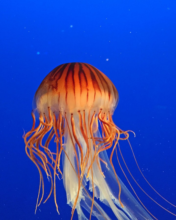 Jelly fish in Vancouver aquarium