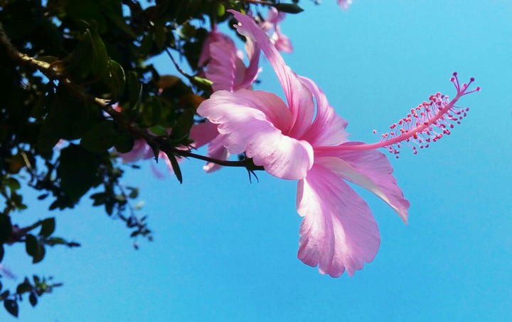 Jaswandi flower!!