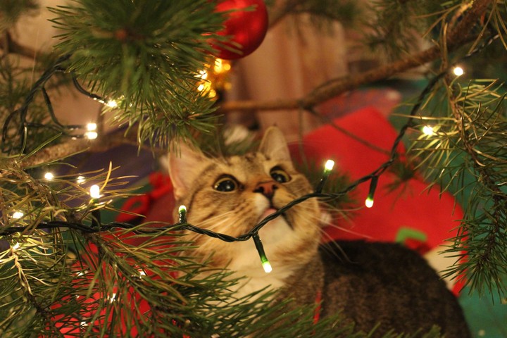 Merry christmas!
