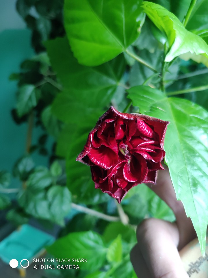 Chinese rose