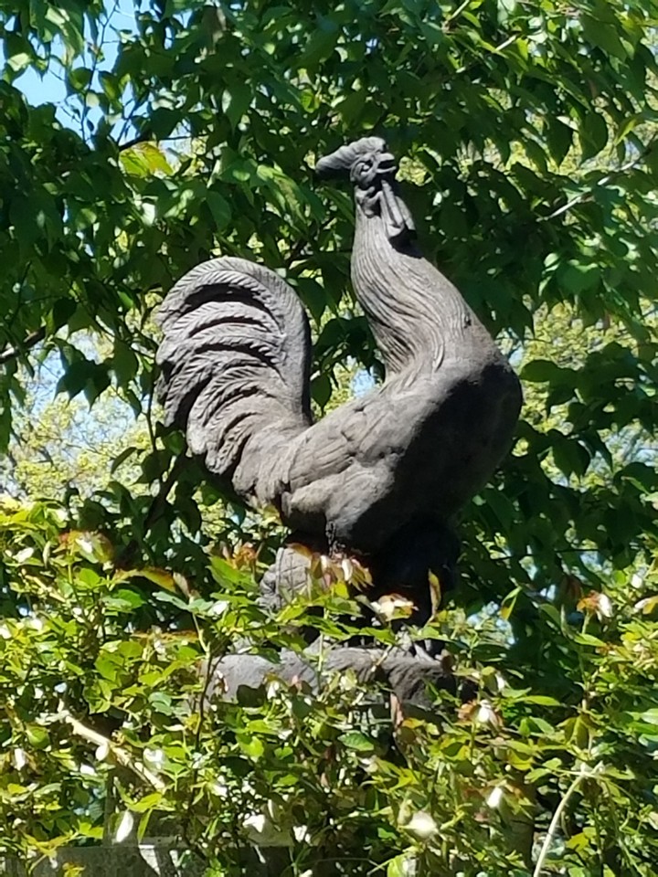 Rooster