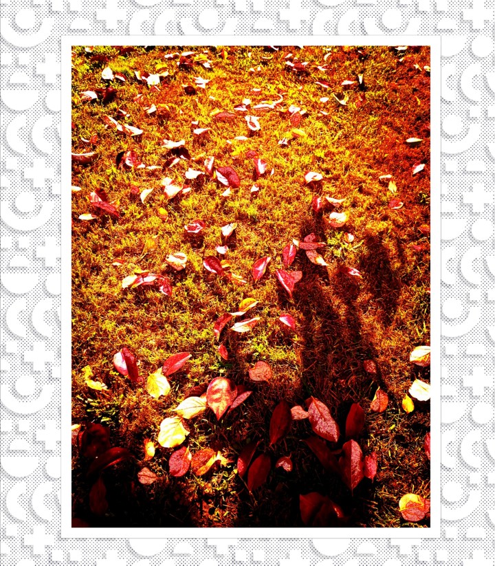 foglie di autunno