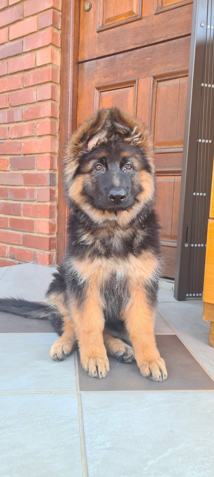 MyPyppyDog