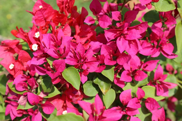 Floral Backgrounds