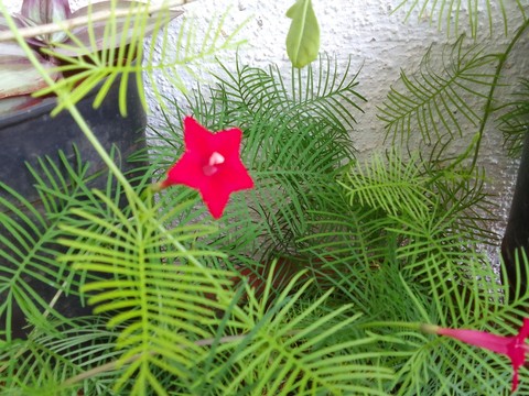 grass, petal वॉलपेपर