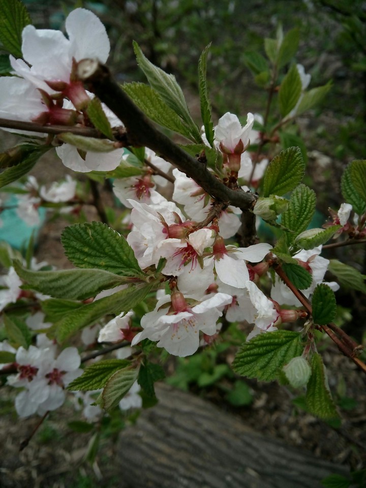 Cherries blossom