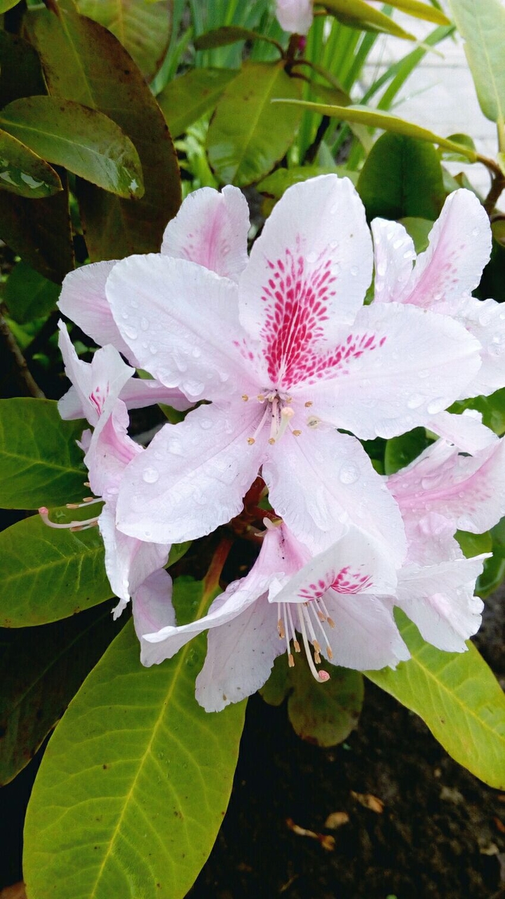 beautiful rhododendron