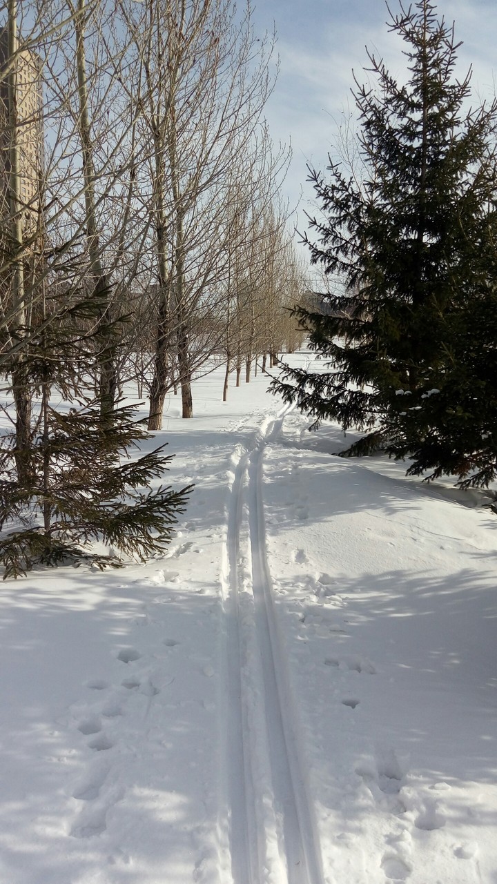лыжня