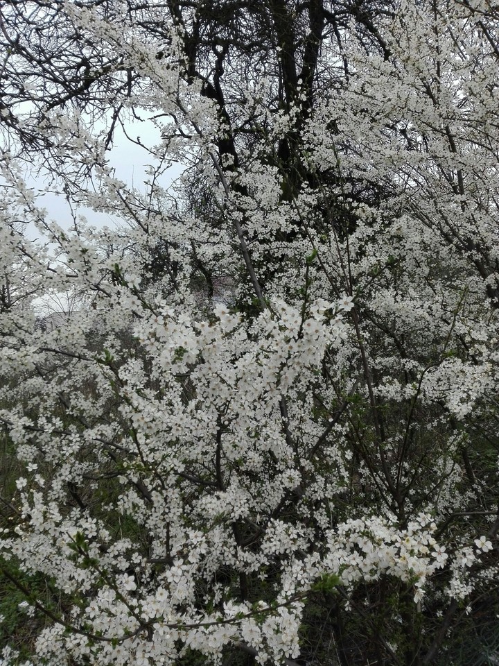 White Flowers